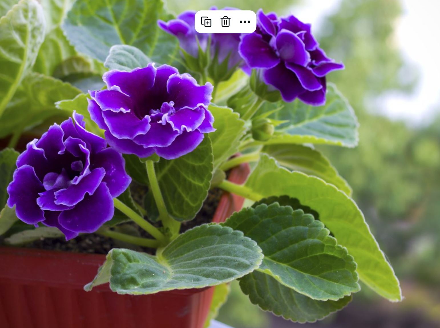 C&aacute;ch chăm s&oacute;c Hoa Tử La Lan